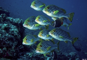 Maldives 2021 - Diagramme oriental - Oriental sweetlips - Plectorhinchus vittatus -  DSC00327_rc